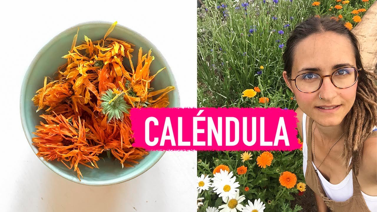 Caléndula: usos y beneficios