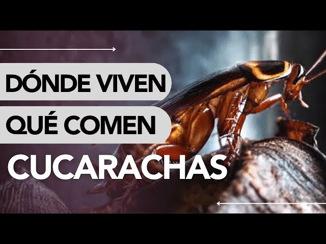 Características de la cucaracha para niños