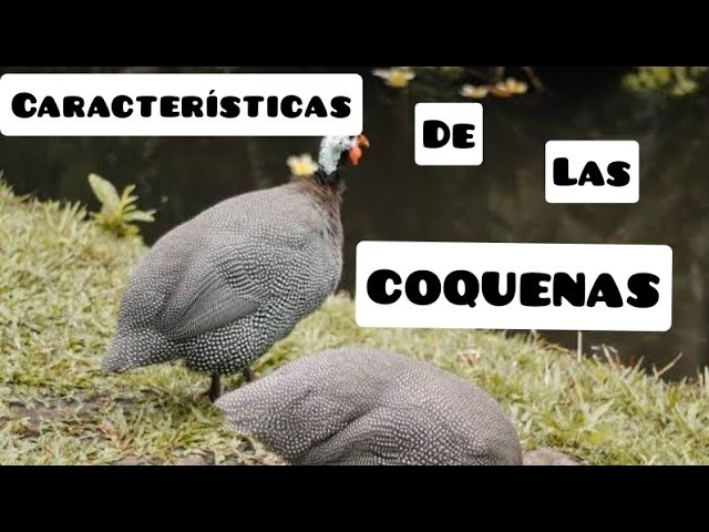Características de las aves de ornato