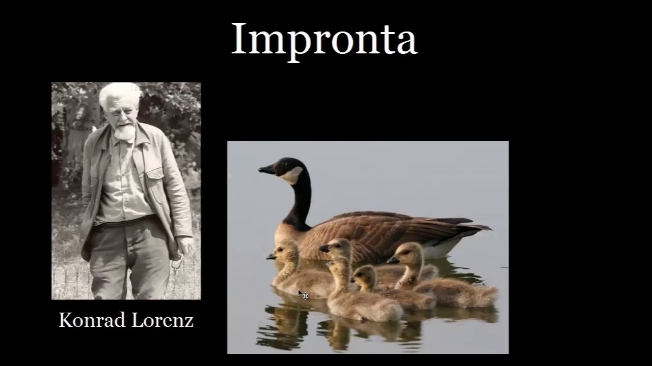 Casos de comportamiento instintivo en animales