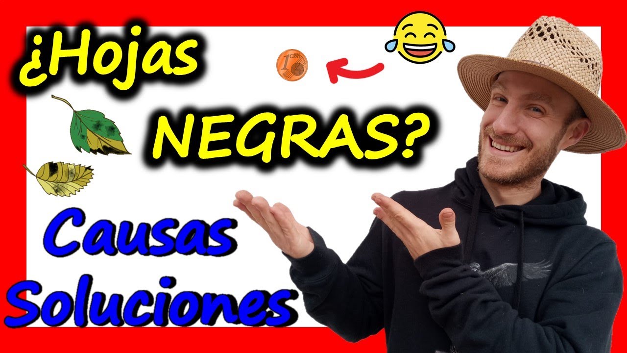 Causas de Hojas de Plantas Negras