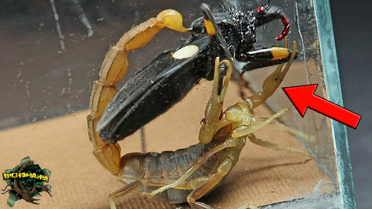 Chinche cazadora del lunar amarillo: ¡conoce su picadura!