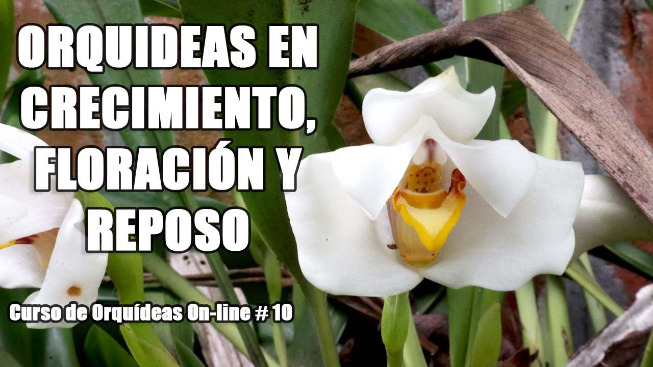 Ciclo de vida de las orquídeas: ¡Descúbrelo!