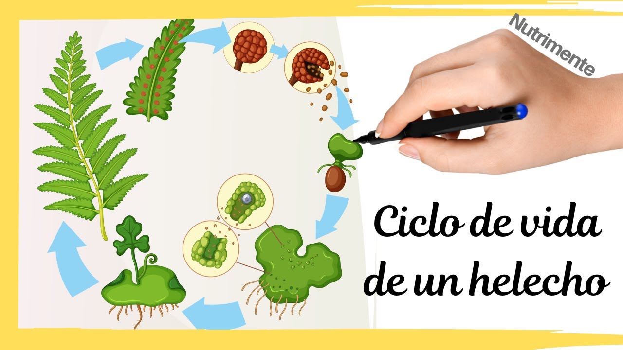 Ciclo de vida de los helechos: Explorando el ciclo de vida de los helechos