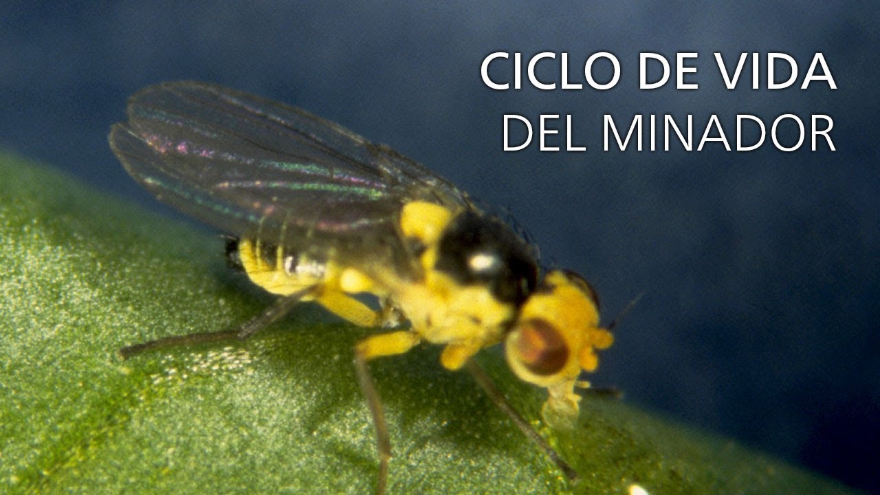 Ciclo de vida del minador de hojas
