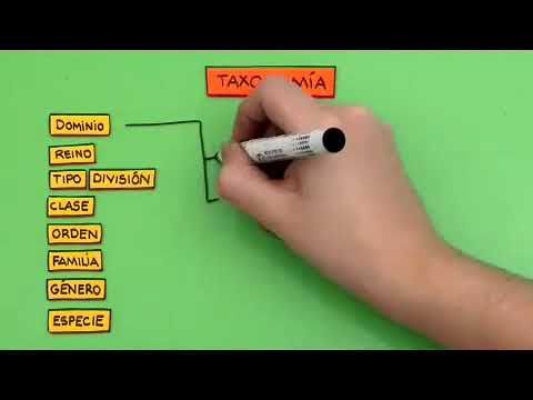 Clasificación taxonómica de la rosa