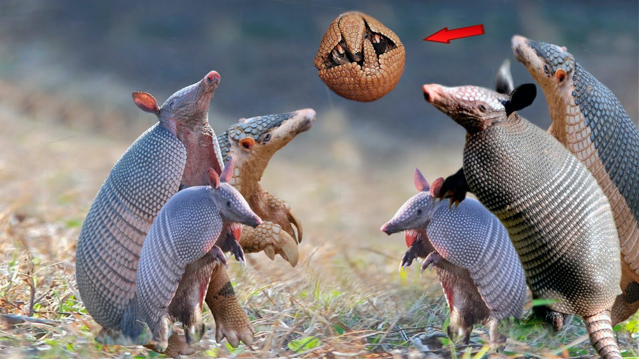Color del armadillo: descúbrelo