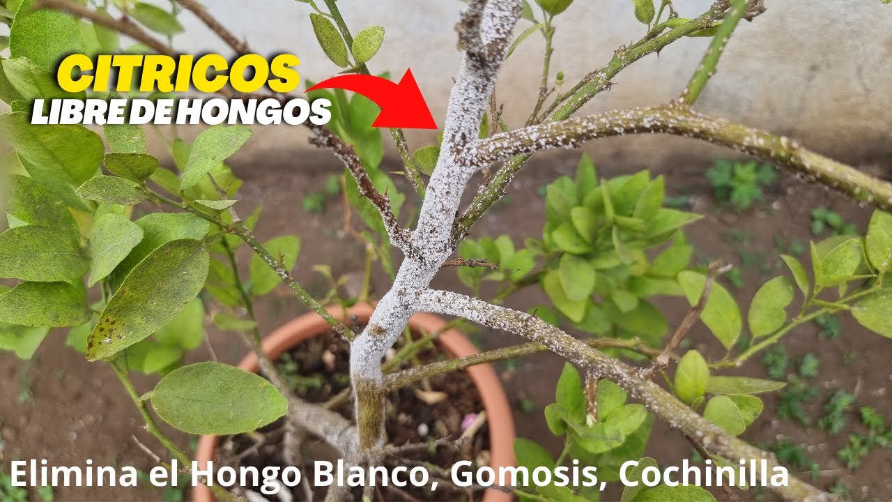 Combatir el hongo parásito en naranjos y limoneros