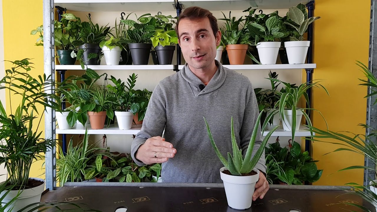 Cómo cuidar tu planta de Aloe Vera en maceta
