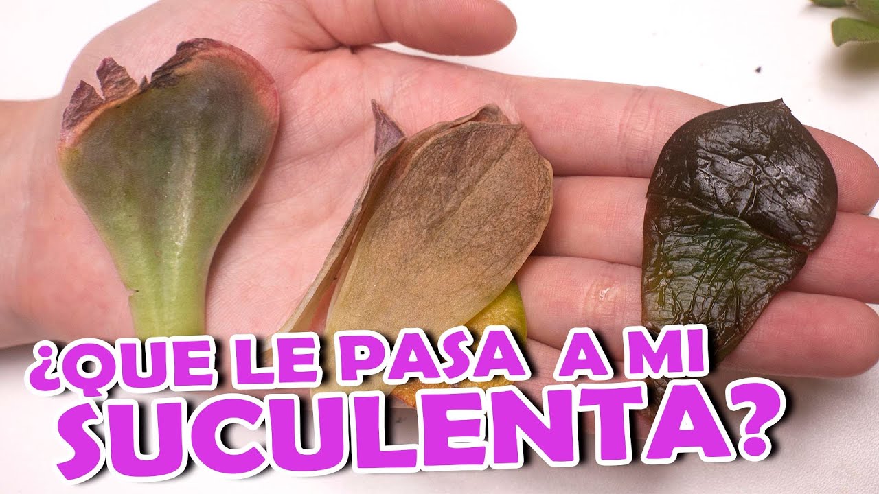 Cómo cuidar una suculenta que pierde hojas
