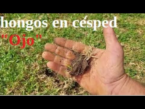Cómo eliminar hongos en el césped de forma natural