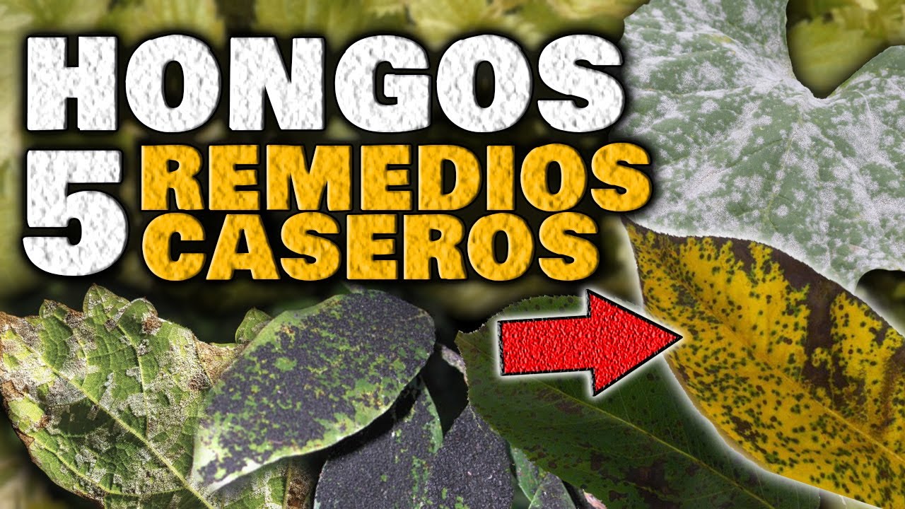 Cómo eliminar los hongos de las plantas