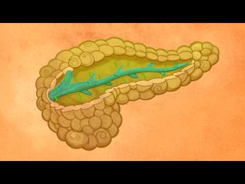 Cómo estimular la producción natural de insulina en el páncreas