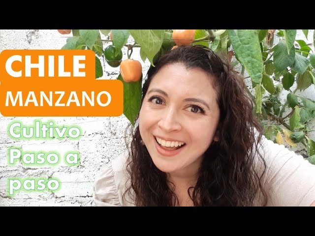 Cómo germinar semillas de chile manzano
