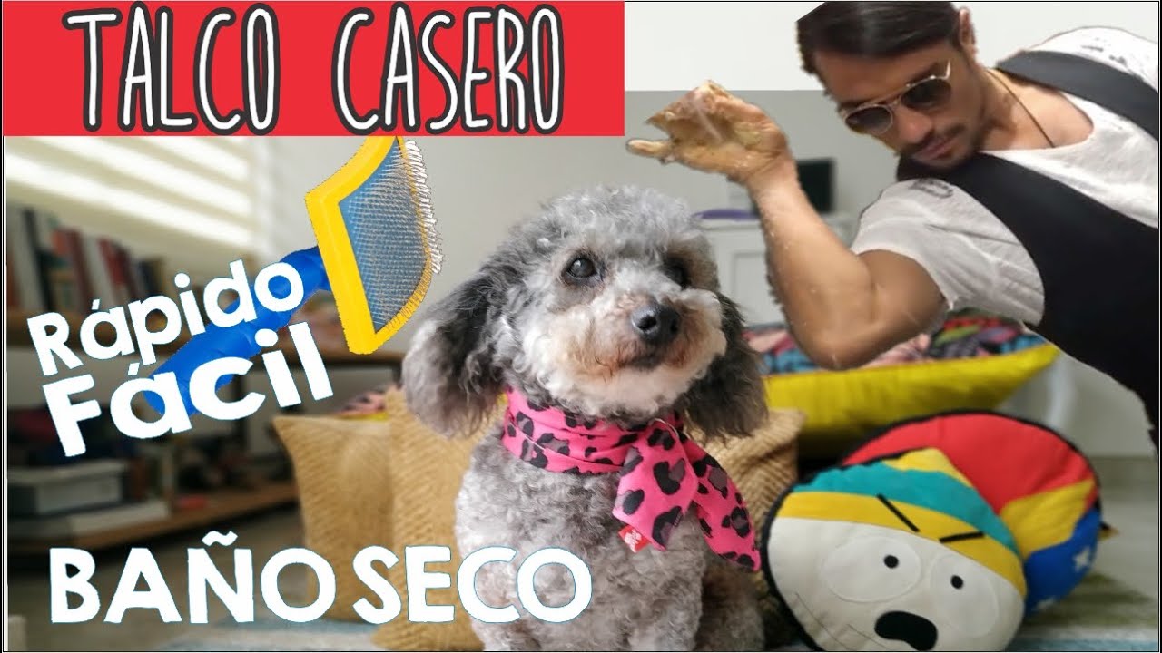 Cómo hacer un baño seco casero para perros
