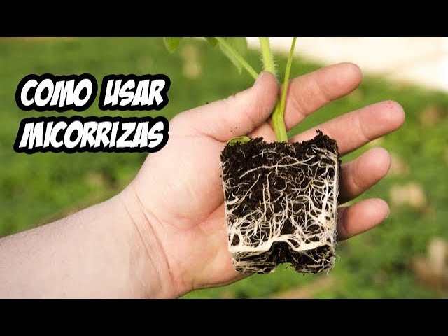 Cómo las micorrizas benefician la agricultura