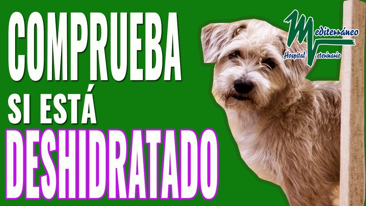 Cómo reanimar a un perro deshidratado