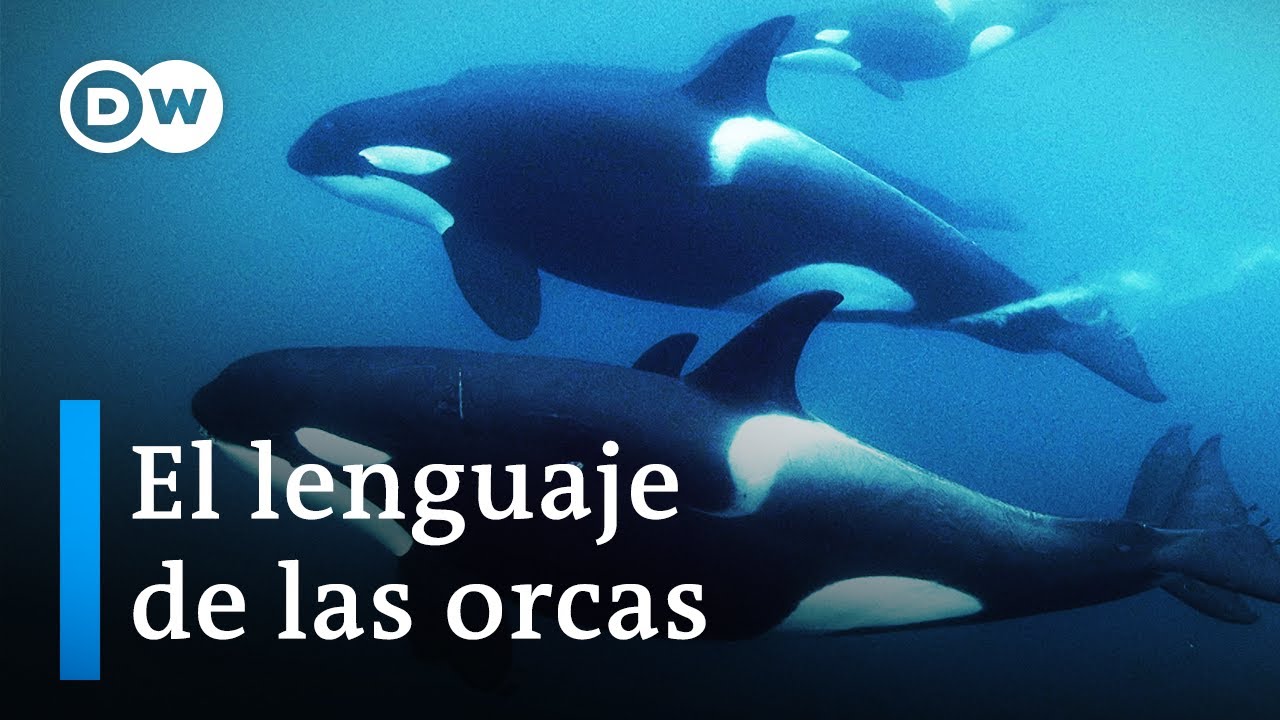 Comunicación en cetáceos: cómo se comunican las ballenas