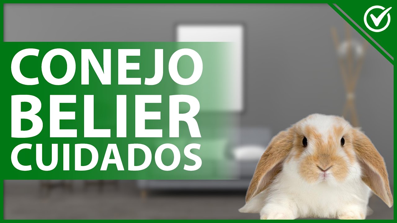 Conejos de orejas largas: ¿cuáles son sus características?