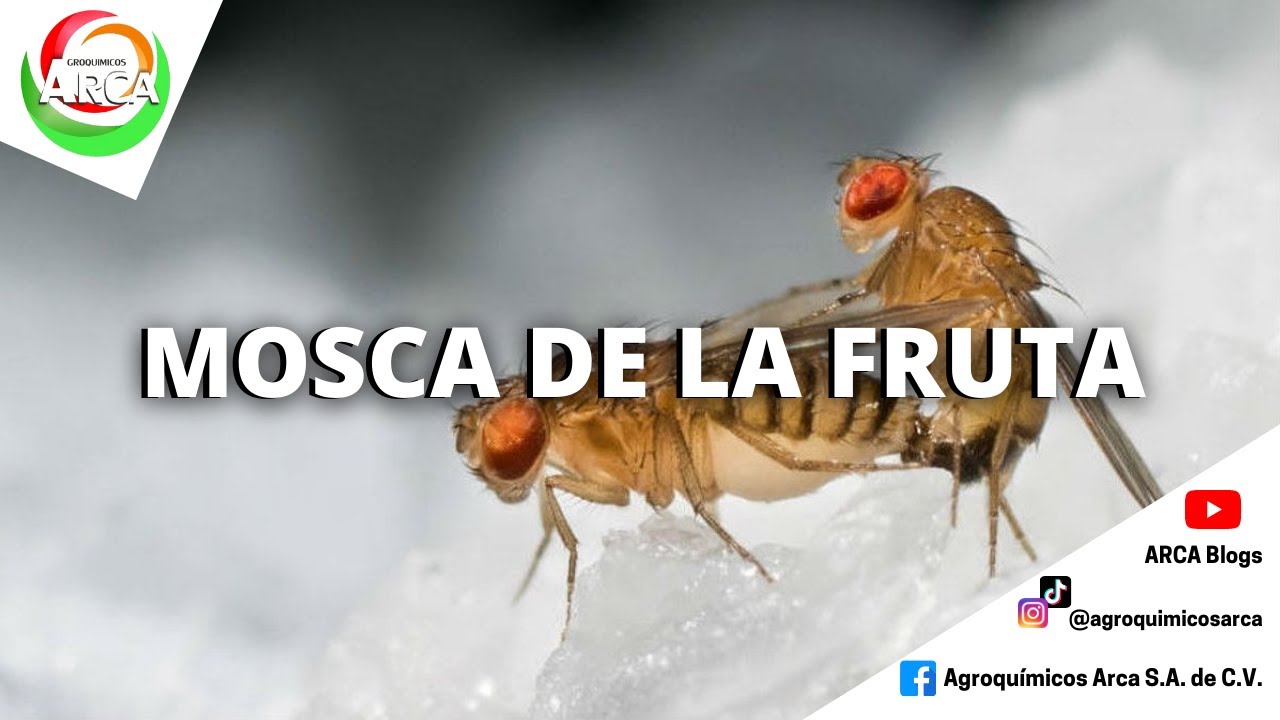 Conoce el ciclo de vida de la mosca de la fruta