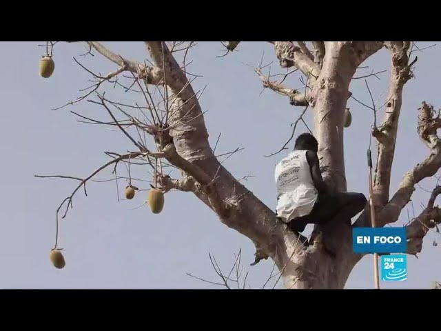 Conoce el género del árbol baobab