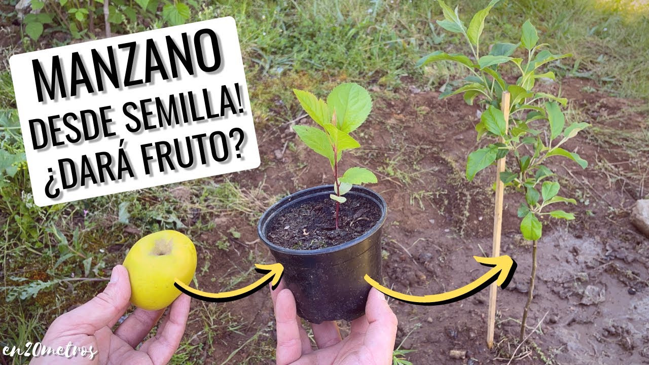 Conoce el hermoso árbol de manzana pequeño