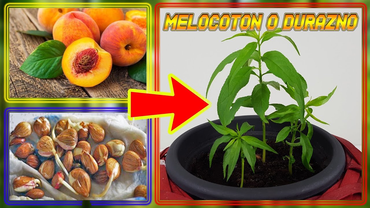 Conoce los huesos de durazno y otras frutas