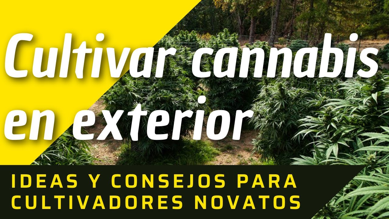 Consejos para el cuidado de plantas de marihuana
