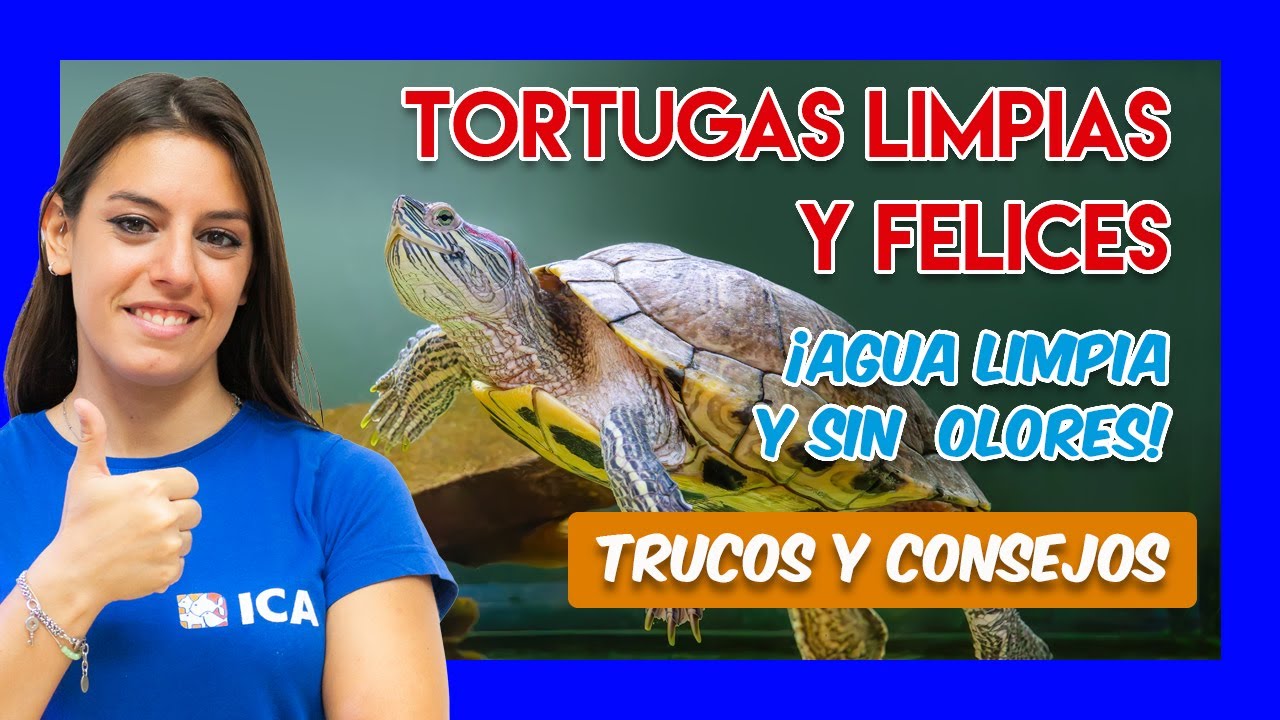 Consejos para mantener el agua de las tortugas limpia