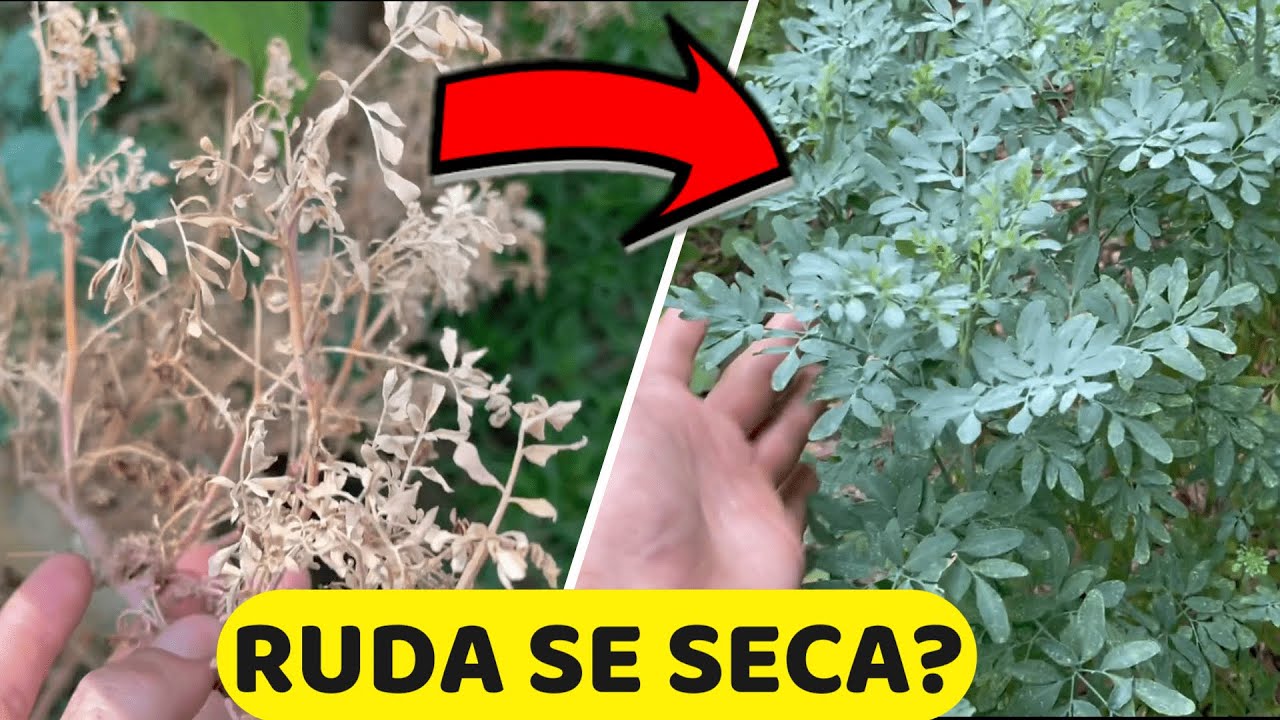 Consejos para revivir tu planta de ruda