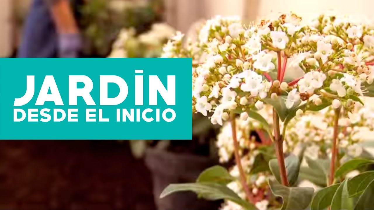 Crea tu propio jardín en casa