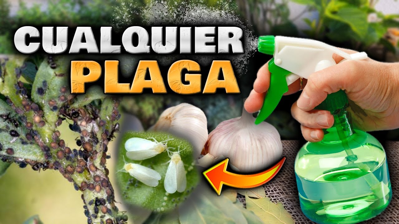Creando un insecticida a base de ajo