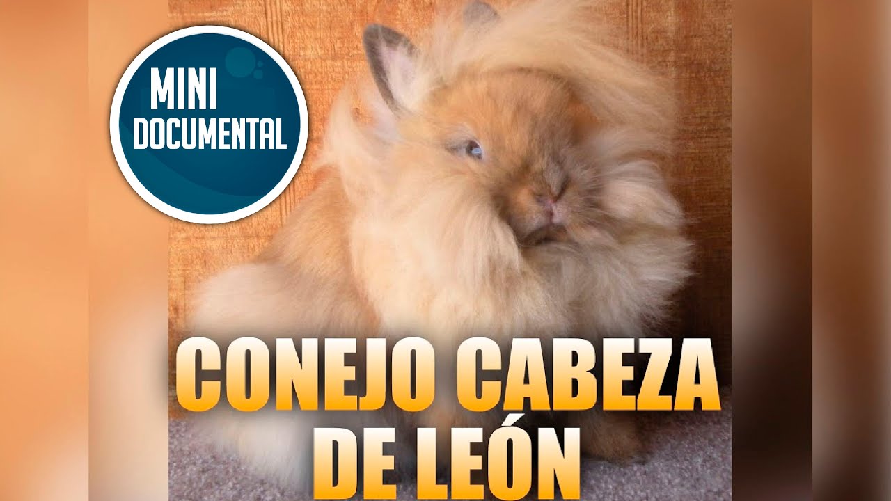 Crecimiento del conejo cabeza de león