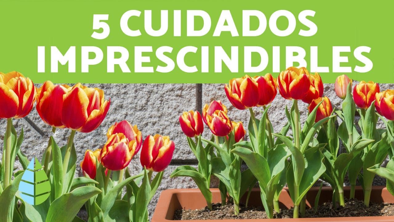Cuidado de tulipanes en maceta: Todo lo que necesitas saber