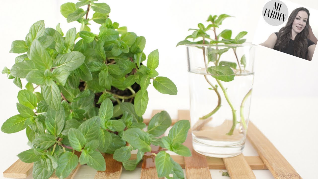 Cuidados de menta y hierbabuena
