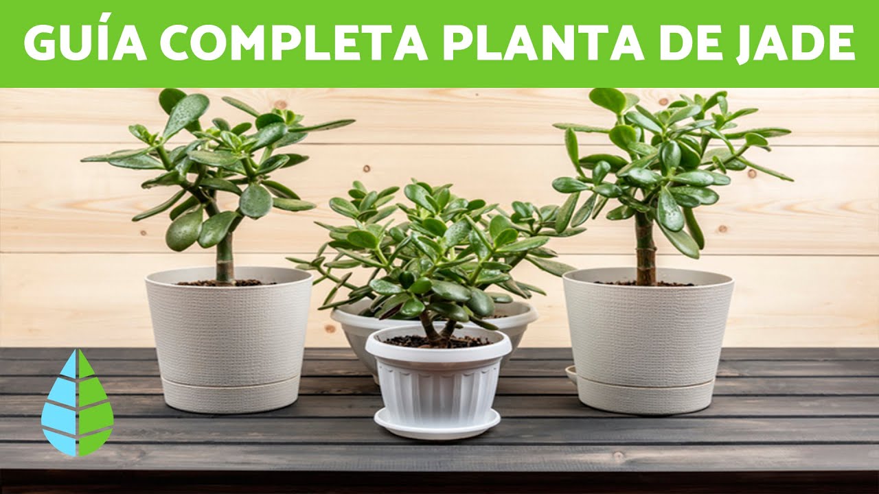 Cuidados del árbol de jade