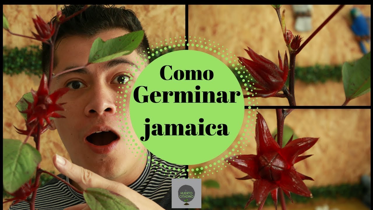 Cultivo de la flor de jamaica