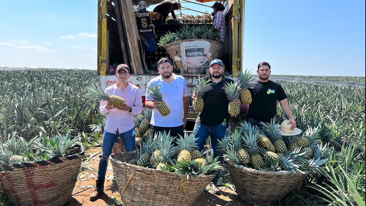 Cultivo de piña en México: ubicación