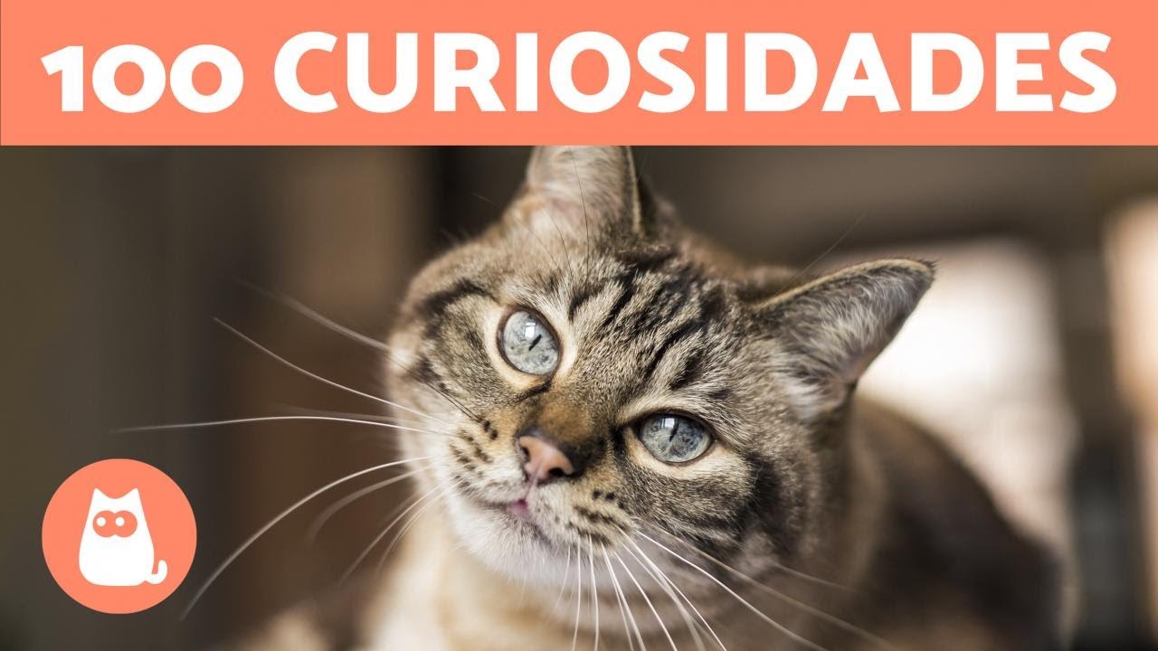 Curiosidades sobre gatos y ranas