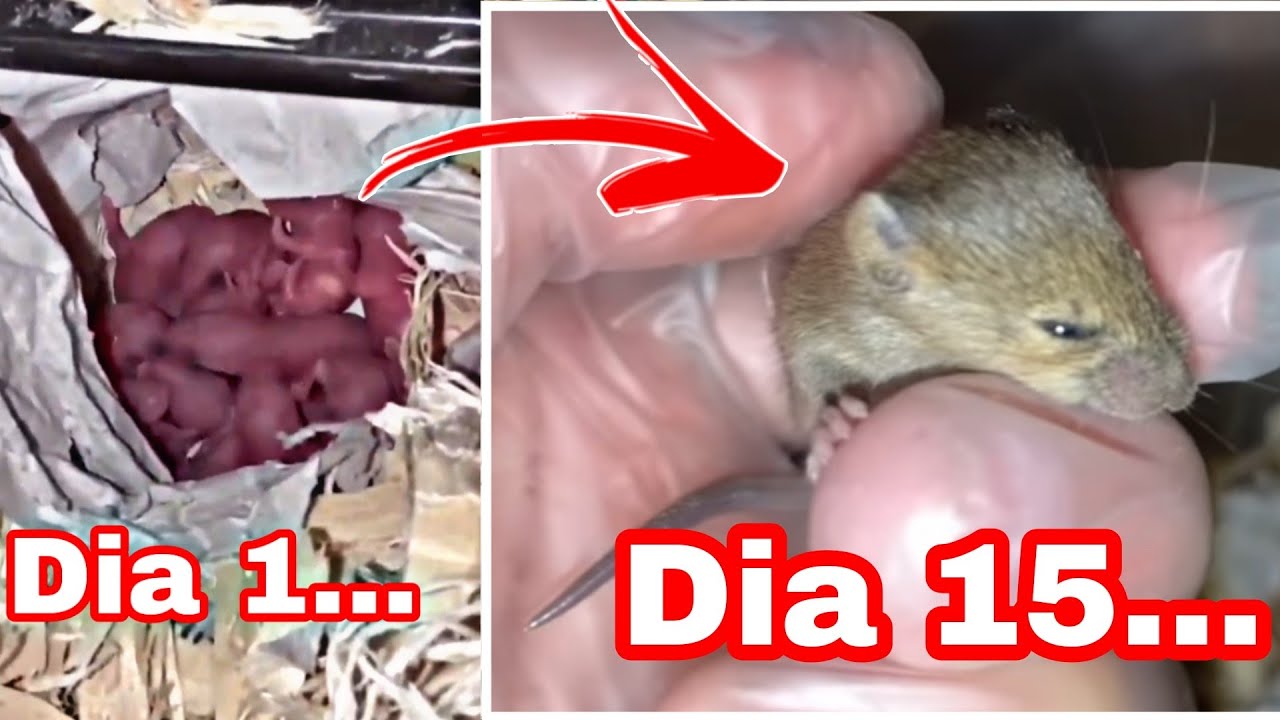 Curiosidades sobre las crías de las ratas