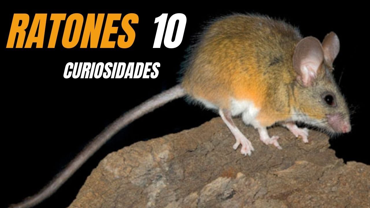Curiosidades sobre los ratones