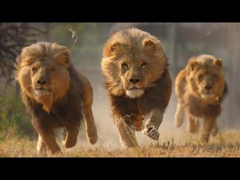 Depredadores naturales de los leones