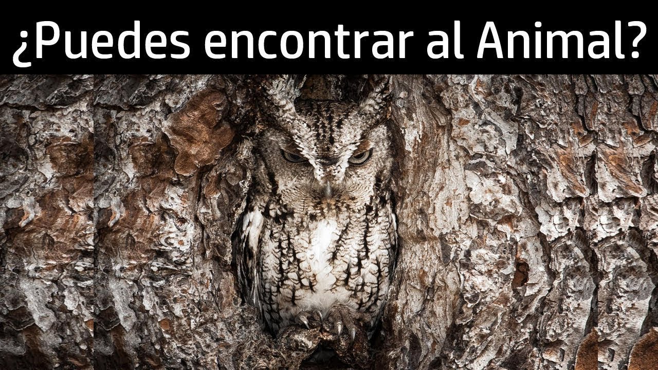 Descubre al animal camuflado entre las plantas