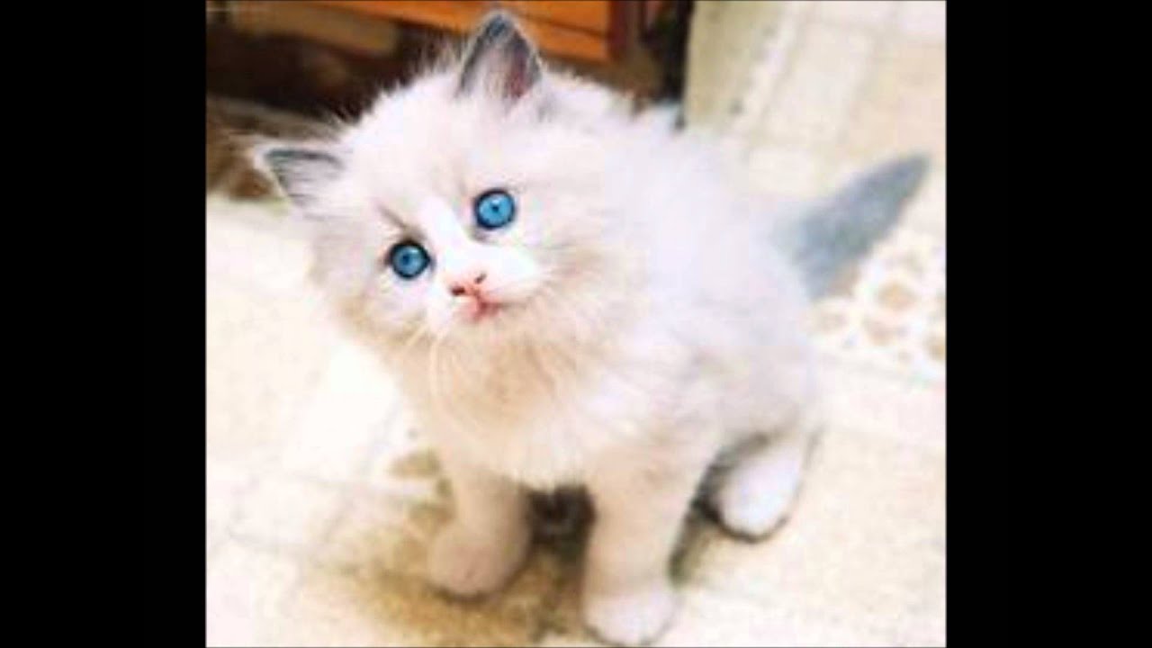 Descubre al animal que es doble animal