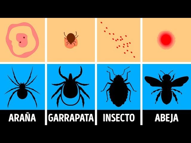 Descubre cuántos insectos habitan en el mundo