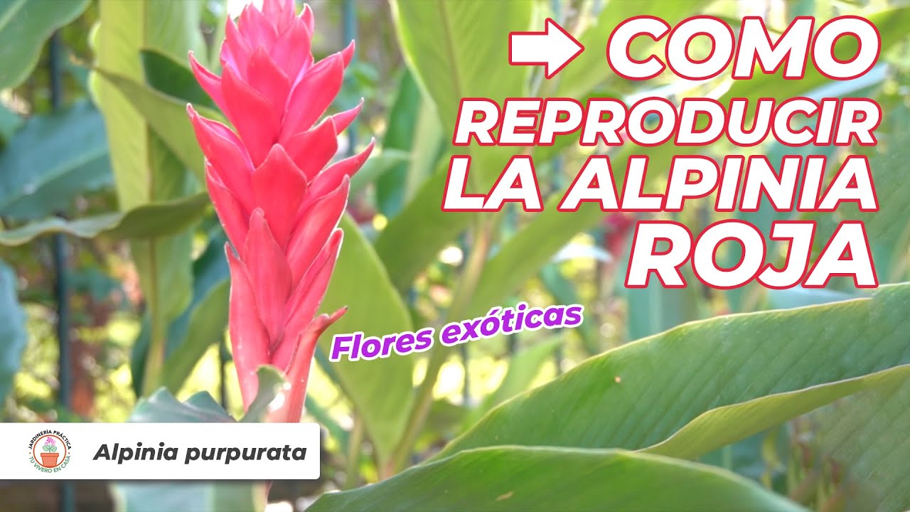 Descubre el exótico sabor de las semillas comestibles de la planta de flor roja