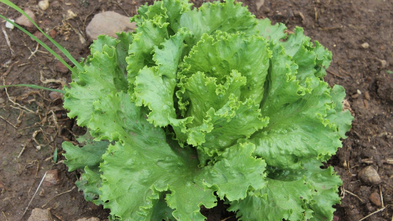 Descubre el origen de la lechuga