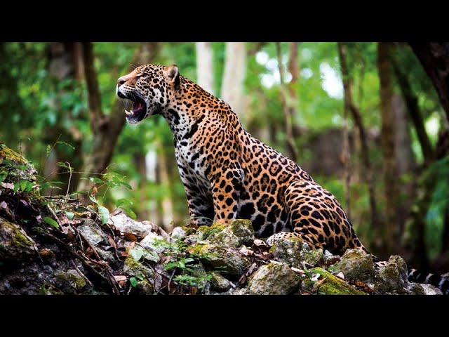Descubre la cadena alimenticia en la selva