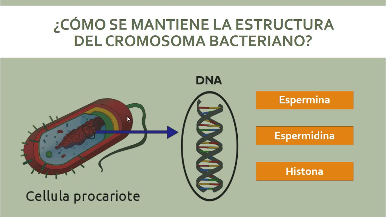 Descubre la clave de la genética bacteriana