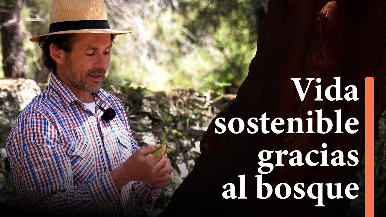 Descubre la diversidad de plantas en los bosques